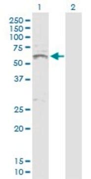 Inhba Sigma-Aldrich