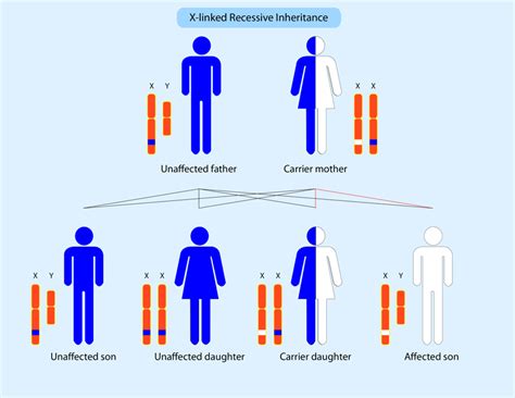 Inheritance Parent Project Muscular Dystrophy