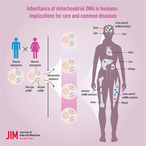 Inheritance of mitochondrial DNA in humans implications for rare and