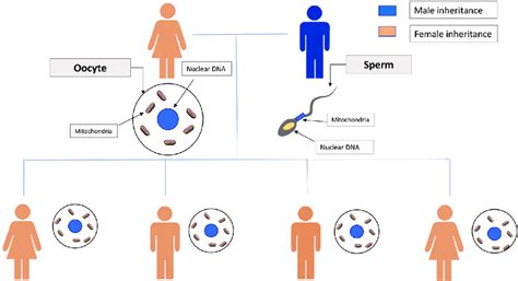Inheritance pattern of mitochondrial DNA. mtDNA is transferred along