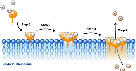 Inhibition of Daptomycin by Pulmonary Surfactant: In …