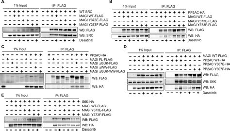 Inhibition of Src activity enhances the tumor-suppressive