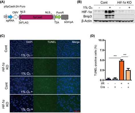 Inhibition of the HIF‐1α/BNIP3 pathway has a retinal …