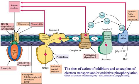 Inhibitors and UnCouplers of Oxidative Phosphorylation