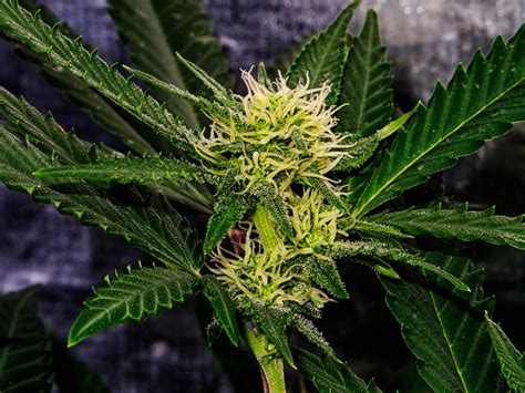 Picture of indica flower. cbd thc in pot. fresh green weed in details. macro trichomes cannabis. marijuana bud close up. stock photo, images and stock ...