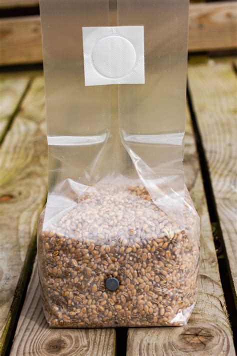 Injection Port Grain Spawn Bags - Etsy