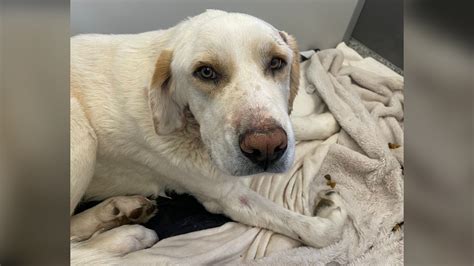 Injured dog found after possible coyote attack in Boulder, officials looking for owner