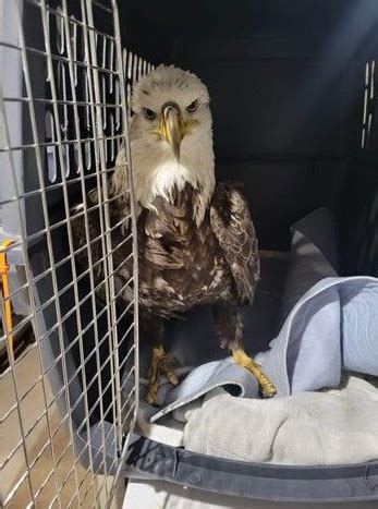 Injured eagle in Schoharie County flies again after recovery