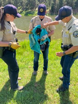Injured eagle rescued by Colorado Parks and Wildlife on Fourth of July