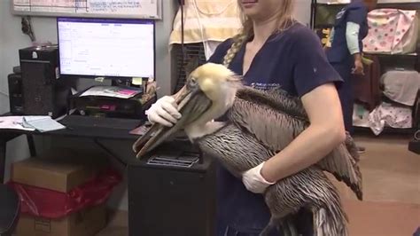 Injured pelican found stuck in sand recovering at Pelican Harbor Seabird Station