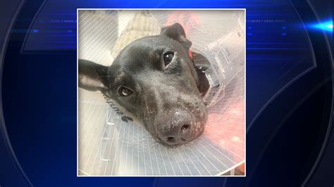 Injured stray puppy found at abandoned building in Pembroke Pines receives urgent veterinary care