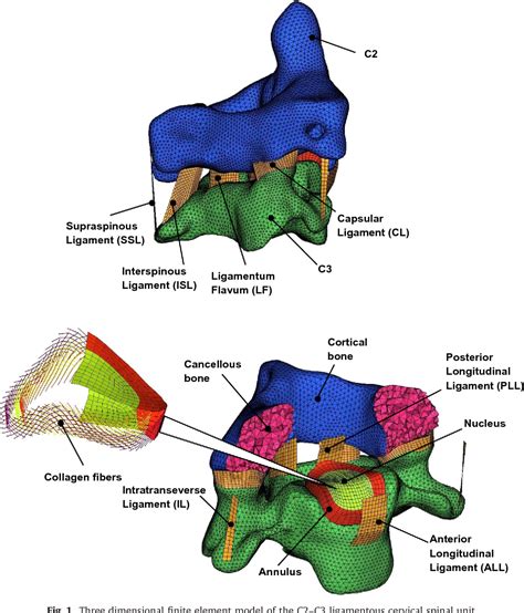 Injury mechanisms of the ligamentous cervical C2-C3 Functional Spinal ...