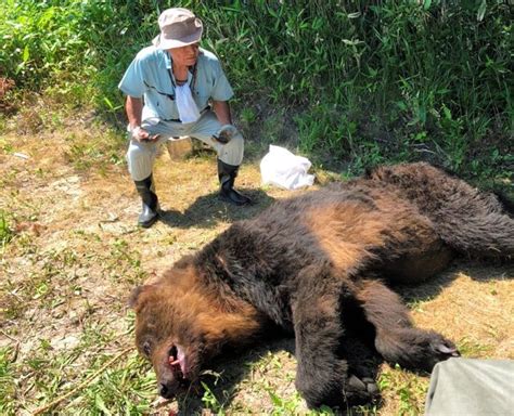 Injury patterns of fatal bear attacks in Japan: A description of …