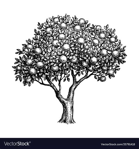 Ink sketch apple tree Royalty Free Vector Image