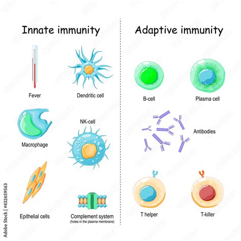 Innate and Adaptive immunity. comparison and difference Stock Vector