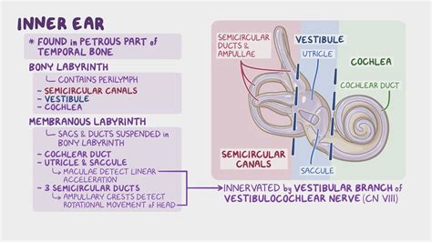 Inner Definition & Meaning - Merriam-Webster