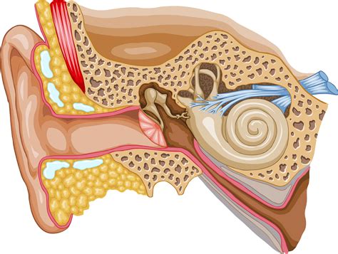 Inner Ear on Livestream