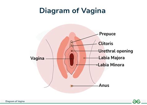 Inner vagina.  Learn more about the features and characteristics of a healthy...