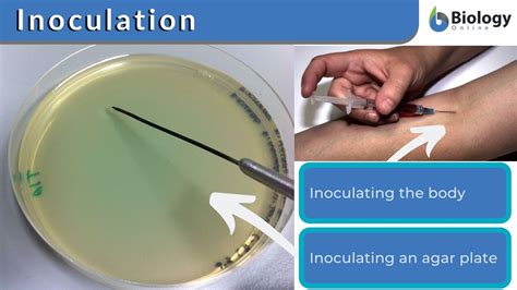Inoculation is the initial contact of a 