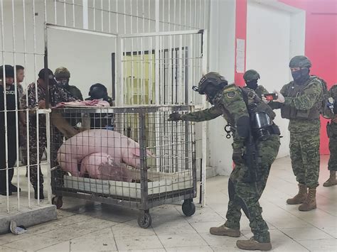 Insólitos decomisos en cárcel de Ecuador: desde armas y licor hasta cerdos y gallos