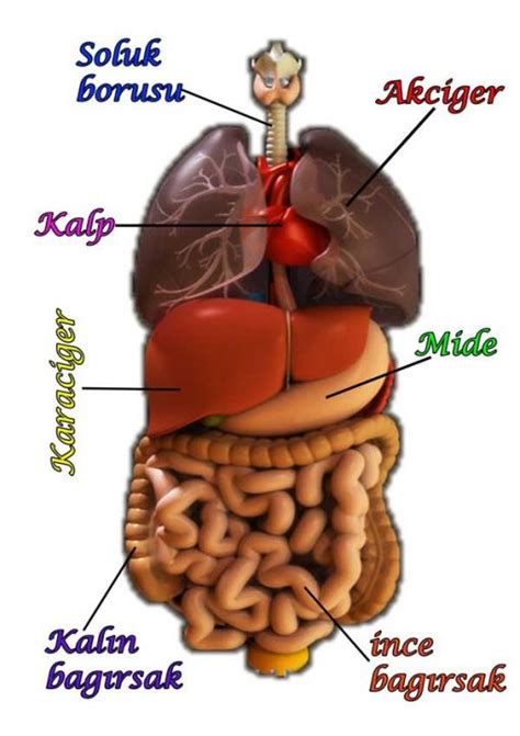 Insan organlarının yeri