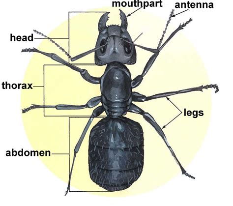 Insect Body Parts Diagram For Kids
