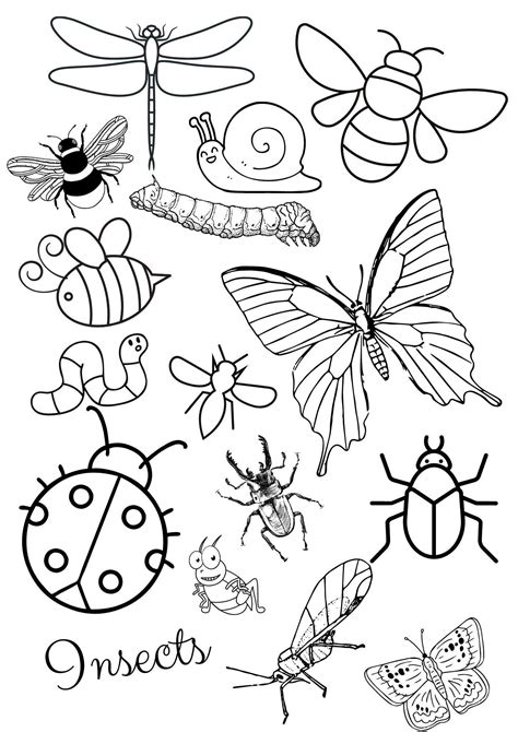 Insect Coloring Pages 3 Coloring Pages To Print