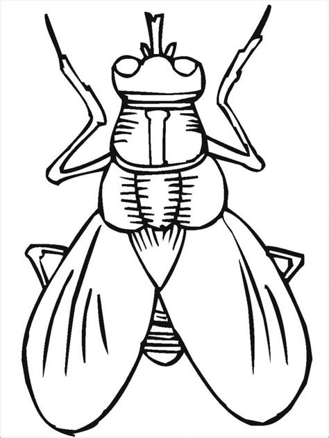 Insect Coloring Pages to Print ColoringBay