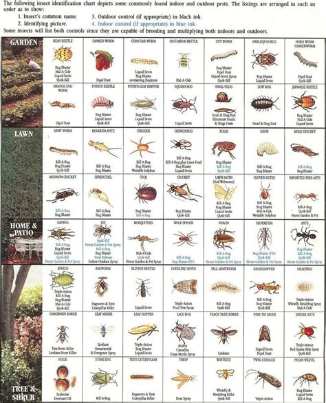 Insect Eggs Identification Guide