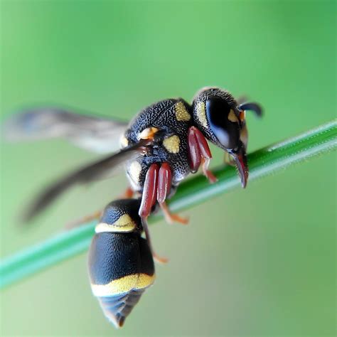 Insect Photography