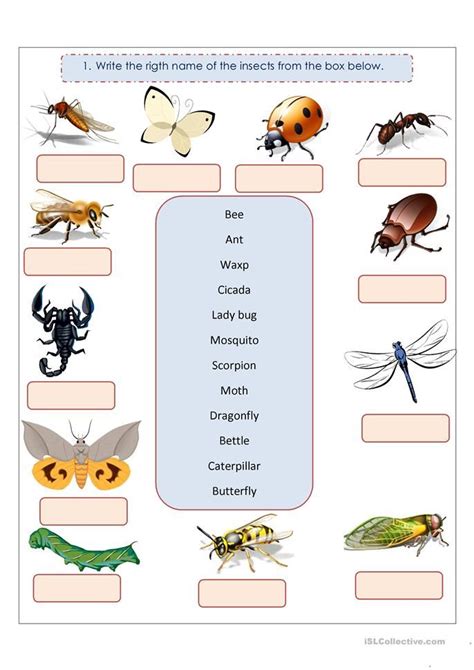 Insect Worksheet For Grade 1