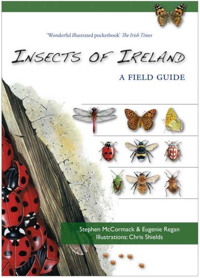 Insects - Irish Wildlife