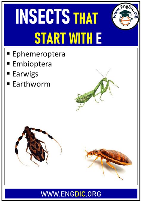 Insects That Start With The Letter ‘E’ - EngDic