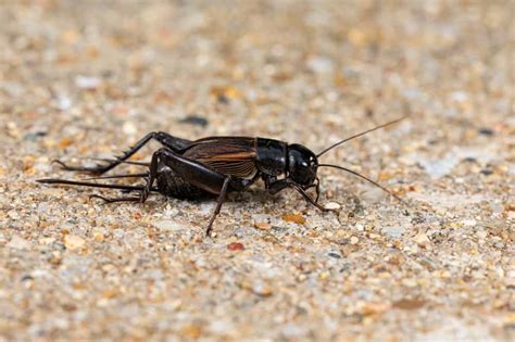 Insects in Need Missouri Department of …