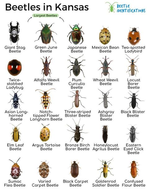 According to the Insect Identification Database of Kansas, there ar