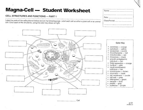 Inside A Cell Worksheet Answers