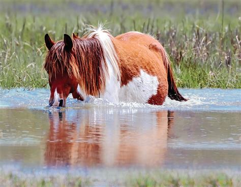 Inside Chincoteague 2024 by Grand Living Magazine - Issuu