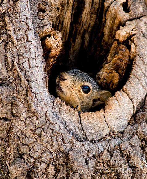 Inside a squirrel nest. You can provide shelter by planting native trees and shrubs that provide food and cover, or by building a nest box specifically for squirrels. Just be sure to locate the nest box in a … 