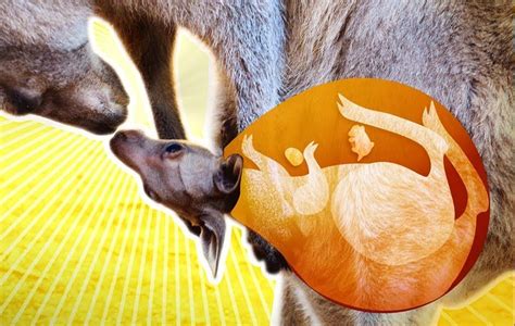 Inside of kangaroo pouch. Things To Know About Inside of kangaroo pouch. 