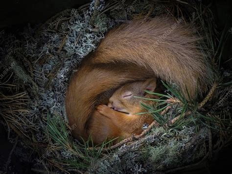 Inside squirrel nest. Squirrels also often huddle together, along with their babies, for extra warmth inside the nest. If given a chance, a squirrel will build a winter nest in your roof or attic. ... A ground squirrel’s nest is a few feet underground (2- 6 feet deep), and so the squirrel is more protected from the cold than tree squirrels. 