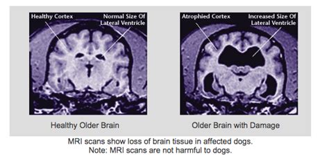 Inside the Brain of Aging Dogs