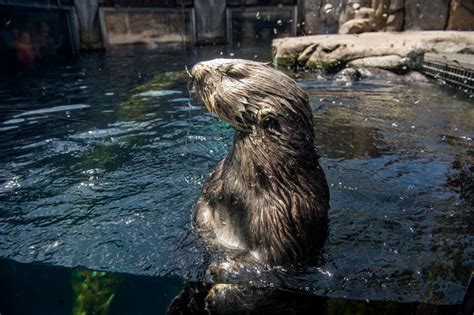 Inside the Monterey Bay Aquarium’s incredible surrogacy program for otters