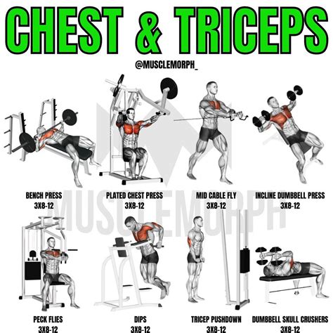 Inside the Muscles Best Chest and Triceps Exercises
