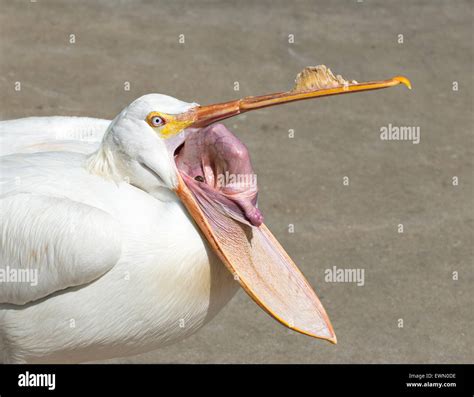 Inside the Pelicans