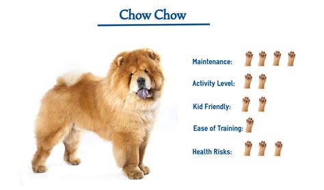 Insiders guide to the chow chow. - Battle with grendel study guide answers.