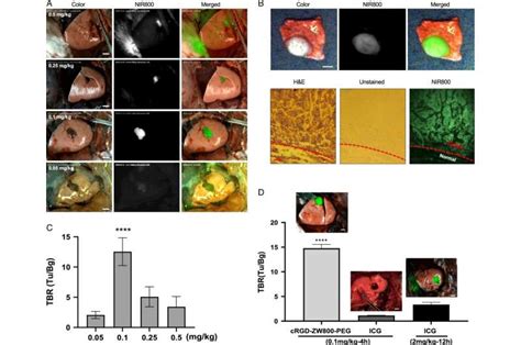 Insight Through In Vivo Imaging - Harvard University