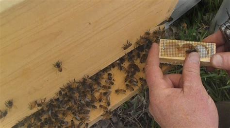 Installing a Package of Bees: A better approach - BackYardHive