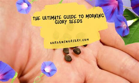 Instant messages.  Instant Message - Morning Glory Seeds - Youth & Toddler Boys Shor...