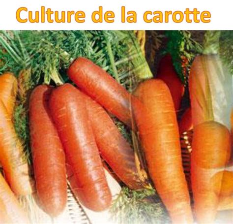 Instruction sur la culture de la carotte. - Handbuch zur guten herstellungspraxis good manufacturing practices policy manual.