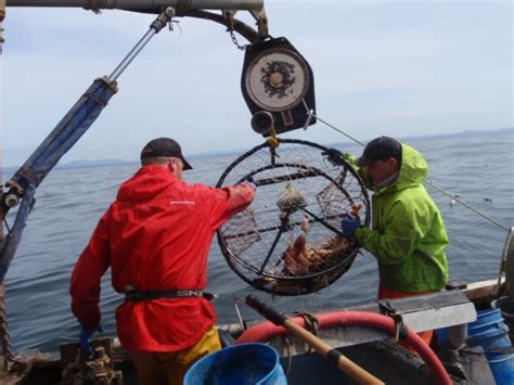 Instrument utilization: Canine utilizes buoy and cord to break into shellfish cage.